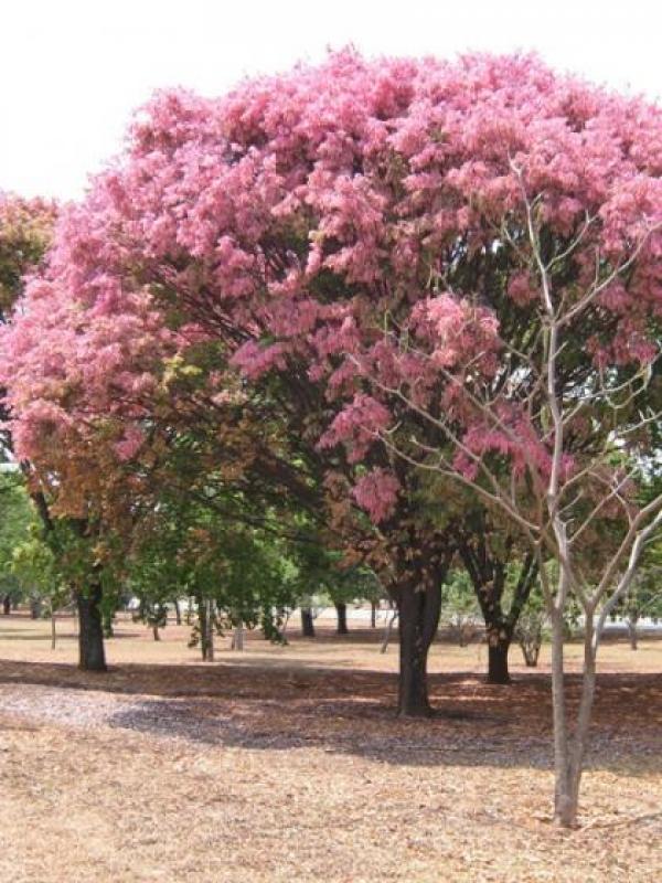 Sapucaia - Eixão Norte - Brasília